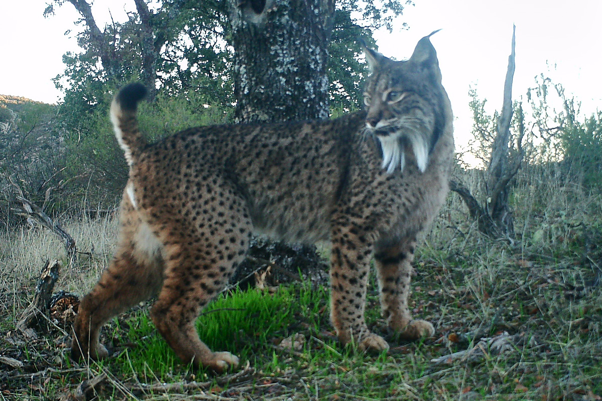 Garniel, macho de 2010. Imagen: Lynx Connect