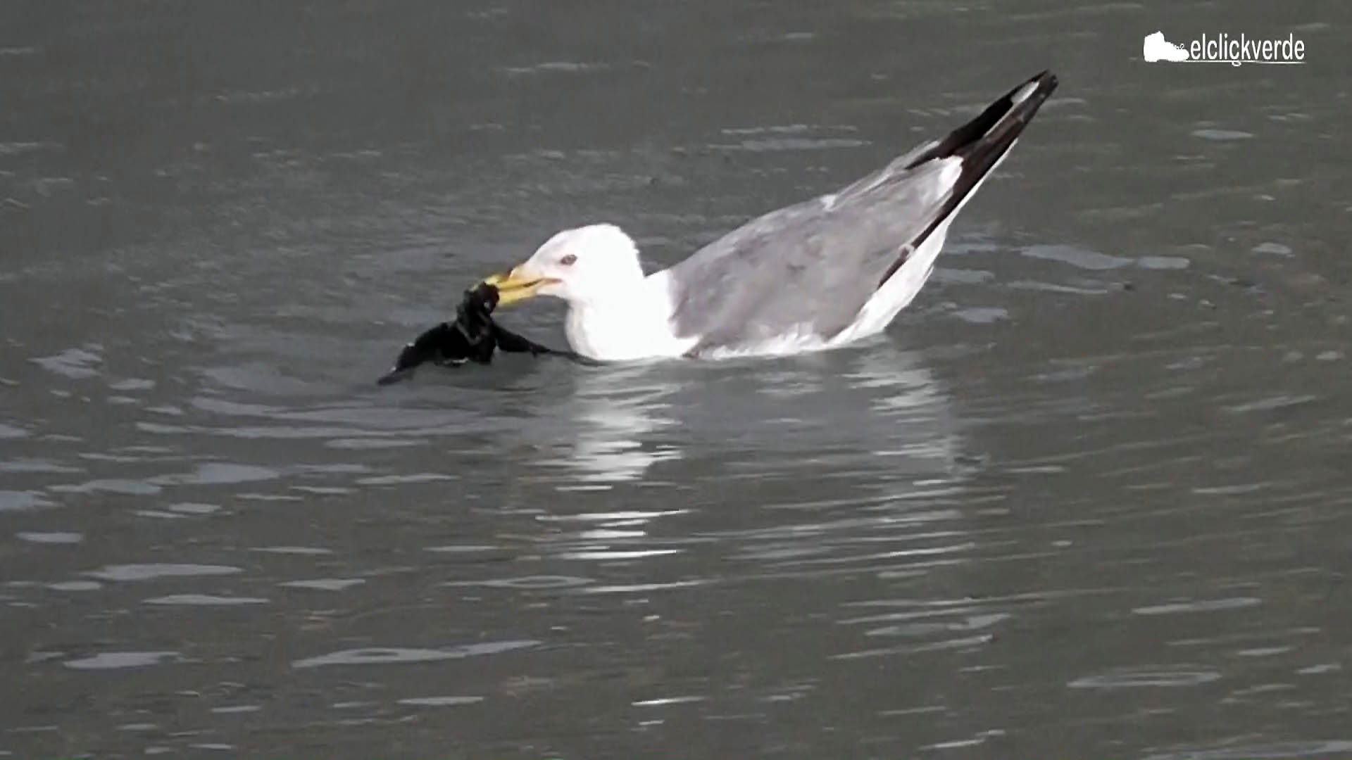 Fotograma del vídeo en el que se aprecia a la gaviota zarandeando al vencejo.