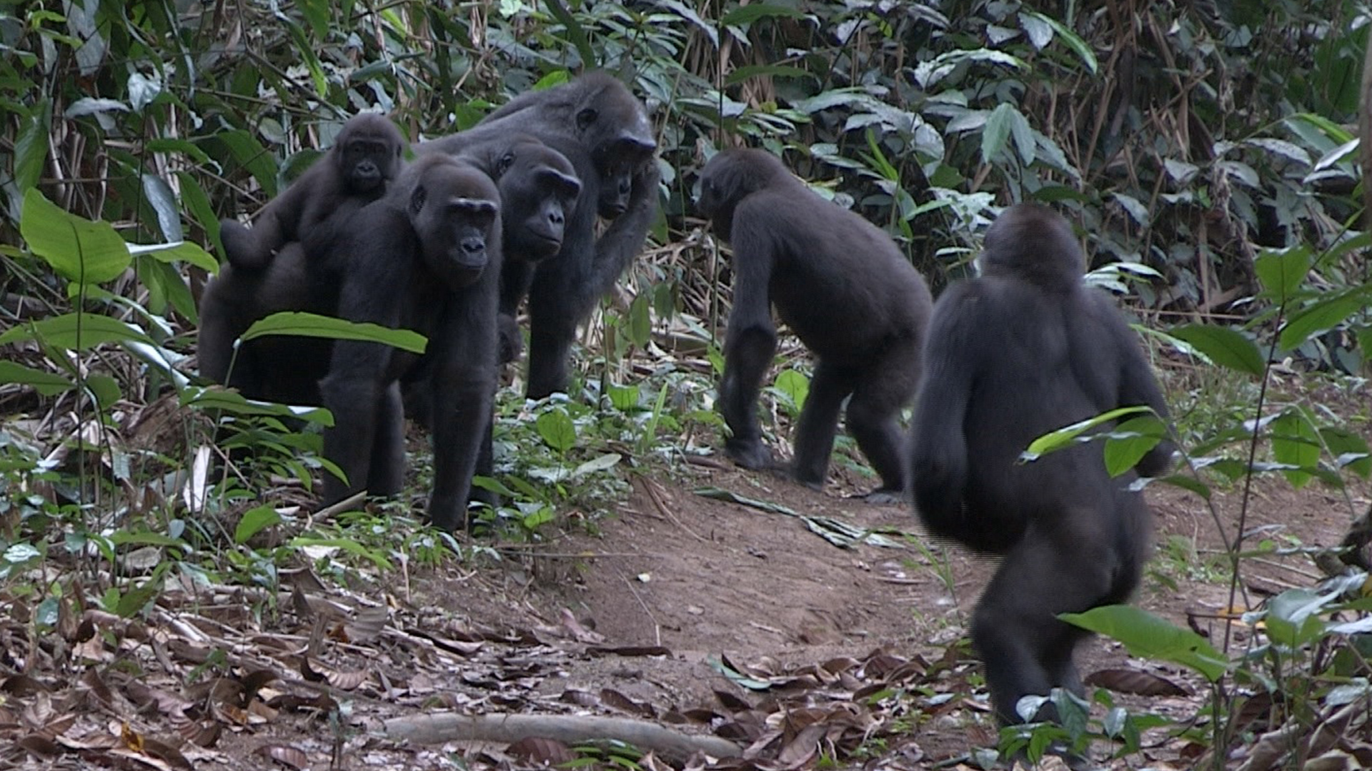 Un grupo familiar, en la selva de Ngaga. Imagen: German Illera / CSIC