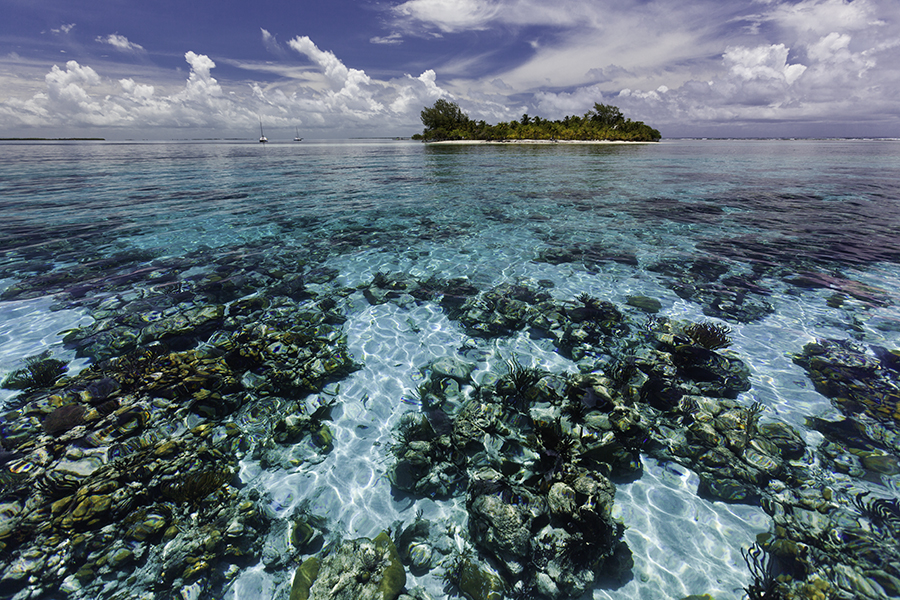 Gran Barrera de Coral de Belice. Imagen: WWF