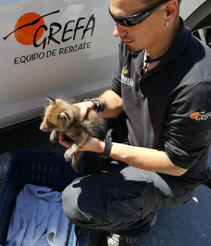 Una cría de zorro es asistida por el Equipo de Rescate de Grefa. Foto: Grefa.