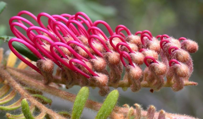 Flor de un arbusto del género Grevillea (familia Proteaceae), originario de Australia. Imagen: UICN