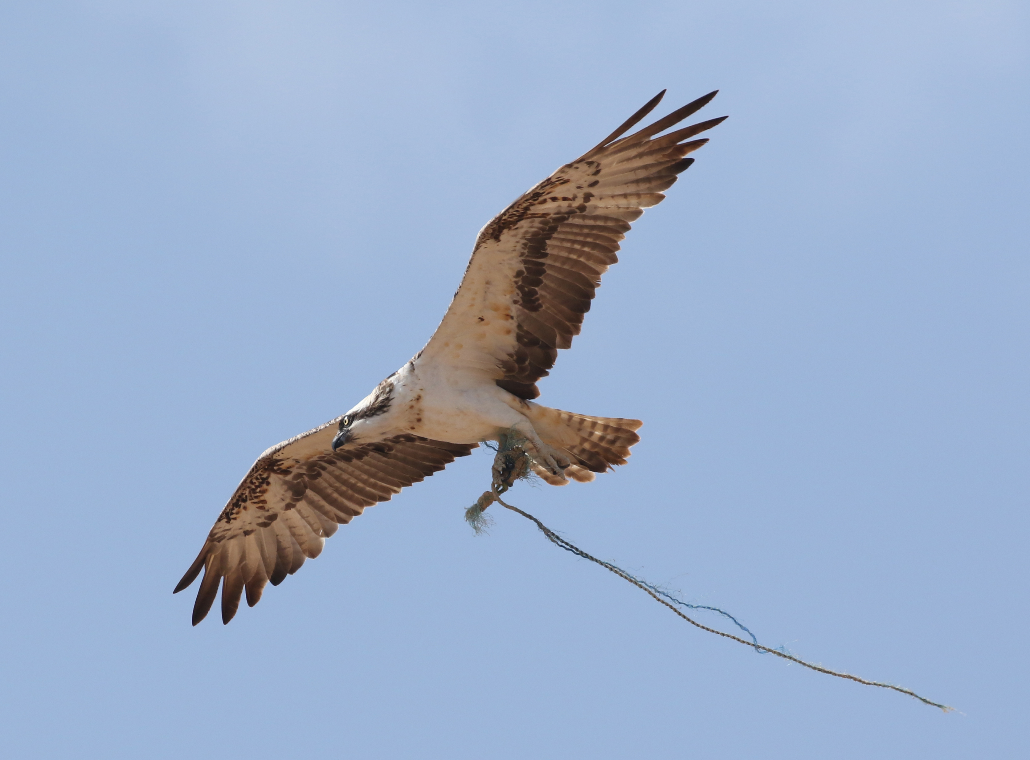 Águila pescadora, con residuos en una pata. Foto: Pedro López-Suárez / MNCN