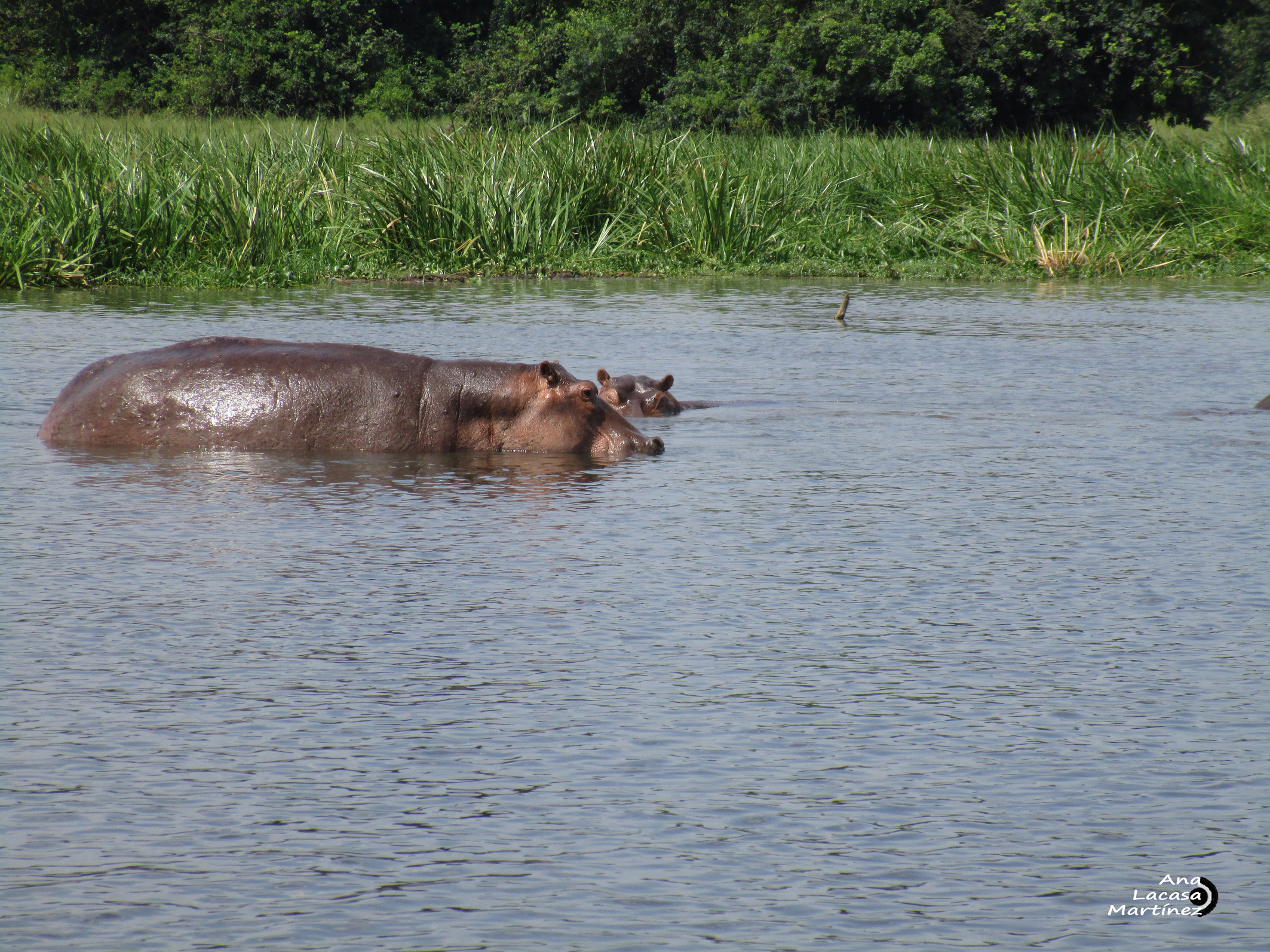 Los hipopótamos, uno de los animales más peligrosos del planeta