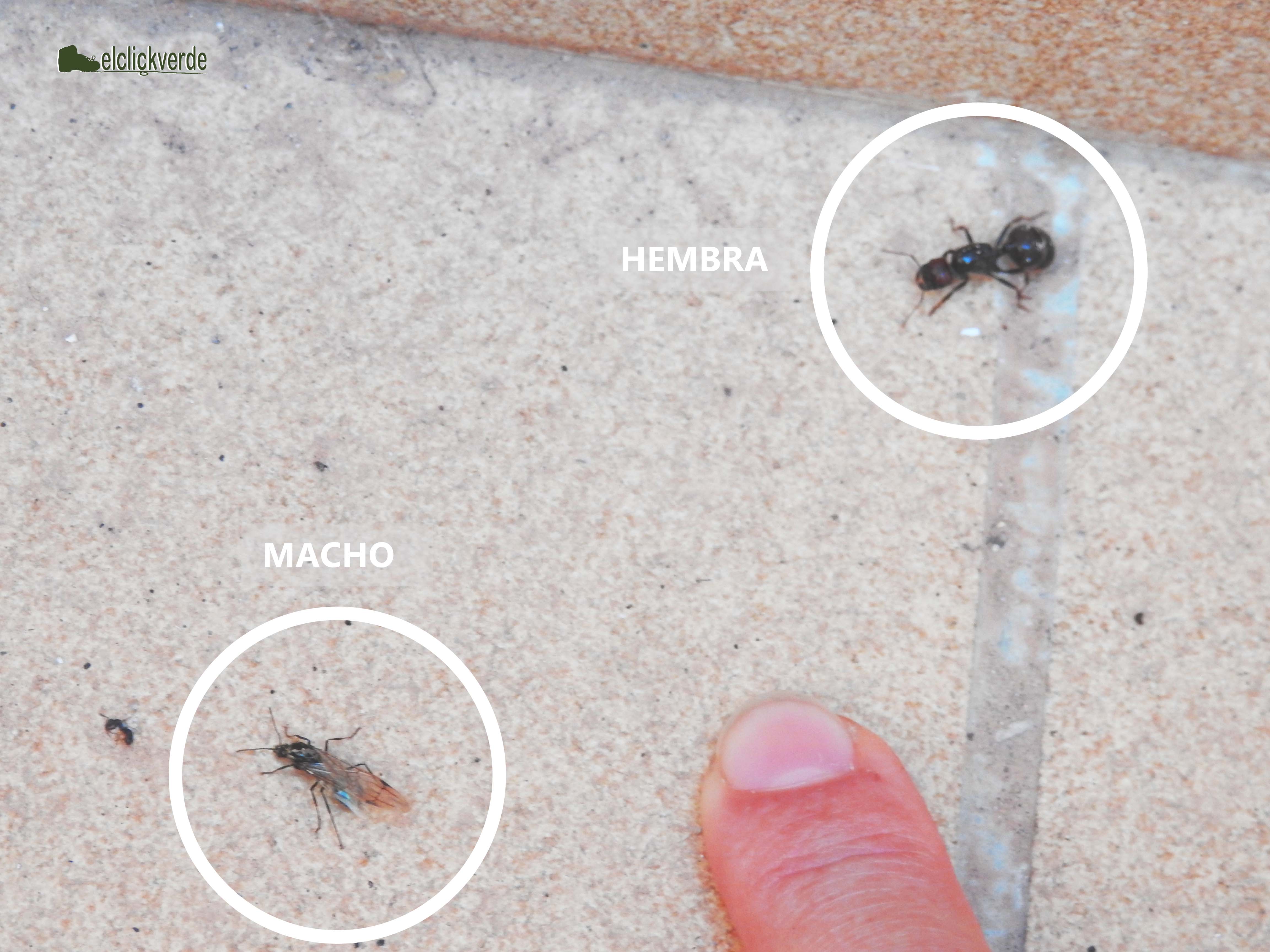 Un par de ejemplares de hormigas voladoras en la que se aprecia la diferencia entre el macho y la hembra, mucho más grande, globosa y cabezona
