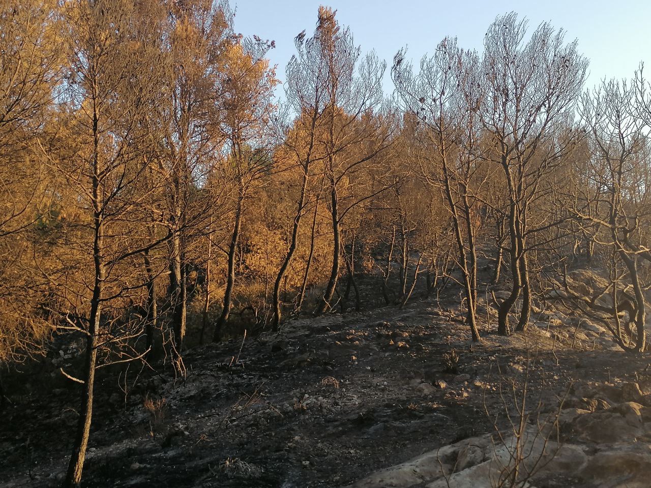 Aspecto de la zona del incendio tomadas esta mañana por agente medioambiental de la Dirección General del Medio Natural. Imágenes: 112