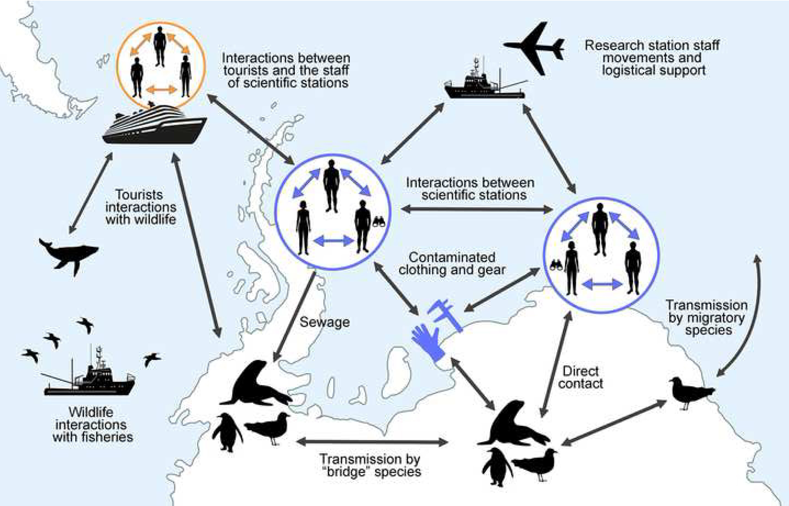 Infografía de la posible transmisión y expansión del Covid-19 en la Antártida. Imagen: Julia I. Díaz / MNCN