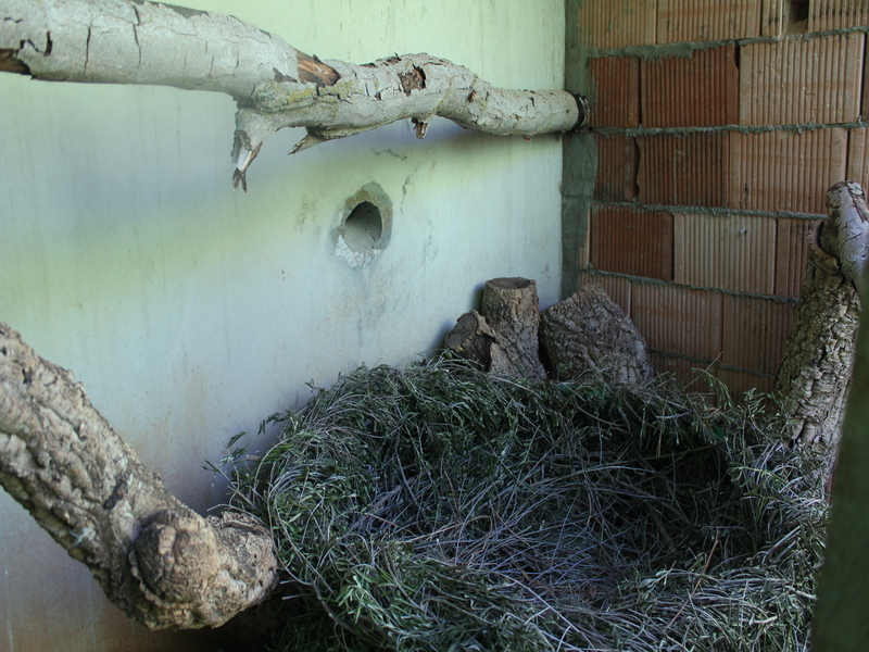  Instalación que emula el espacio de un nido en el que han sido criados dos pollos con un  tutor adulto. Foto: AMUS