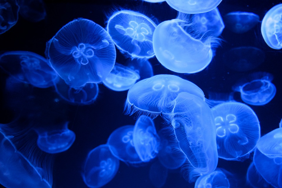 Conjunto de medusas. Imagen: Pixabay
