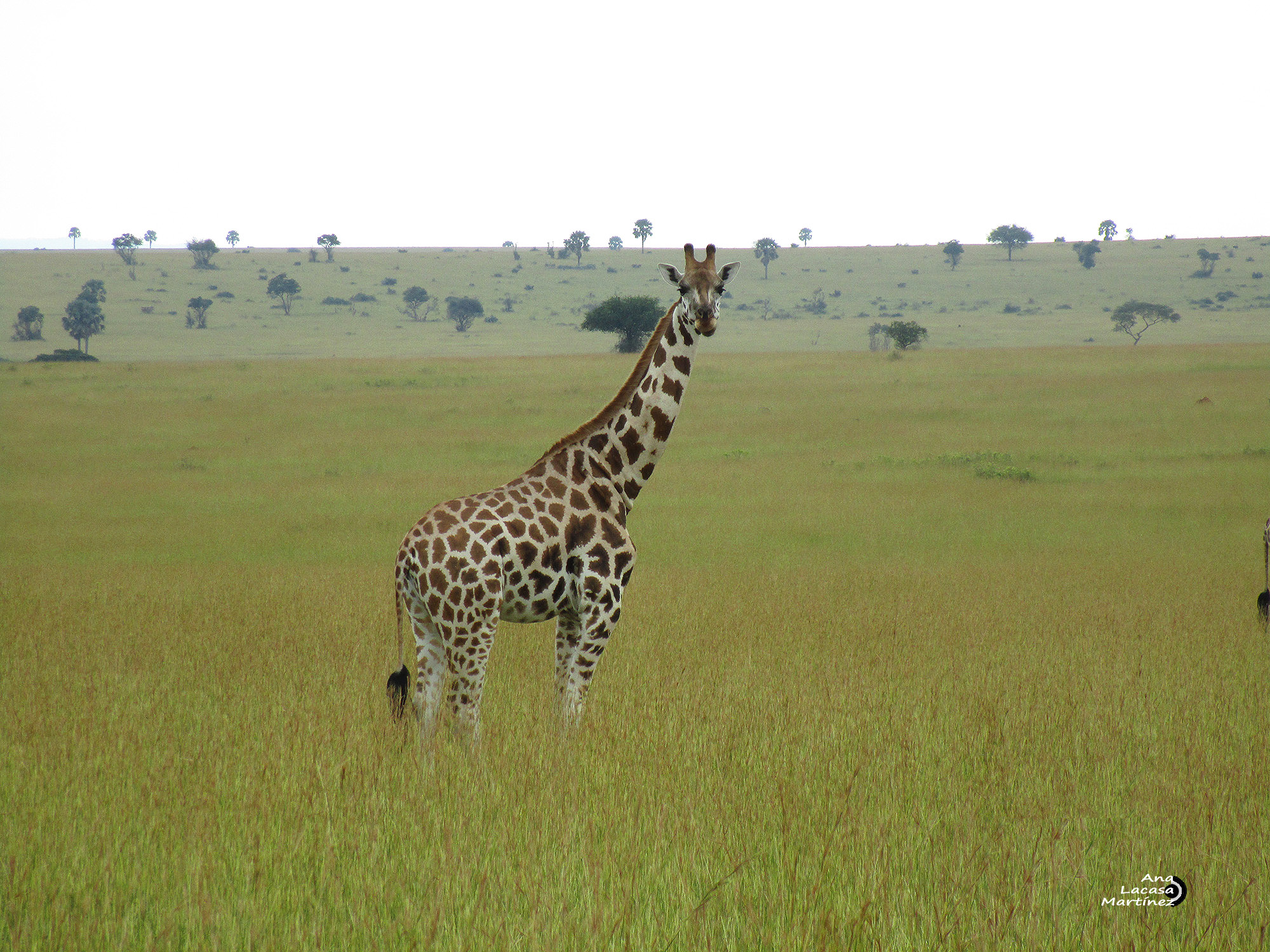 Un macho de jirafa, distinguible por sus tonos más oscuros