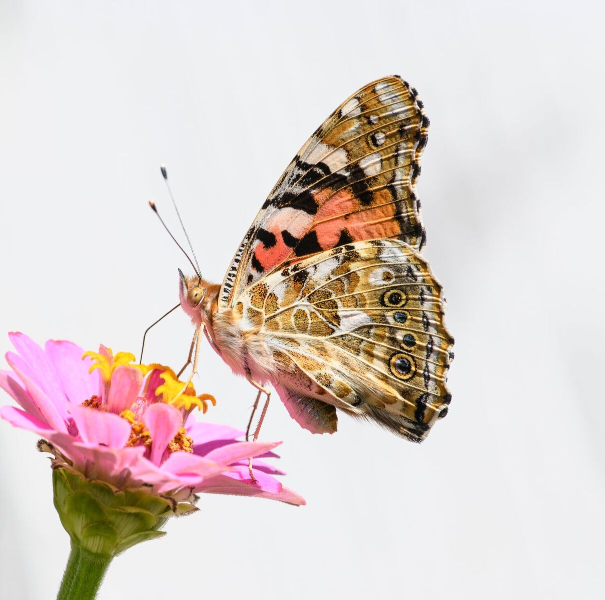 Un ejemplar de cardera libando de una flor (fotografía de perfil). Imagen: Vlad Dinca / CSIC