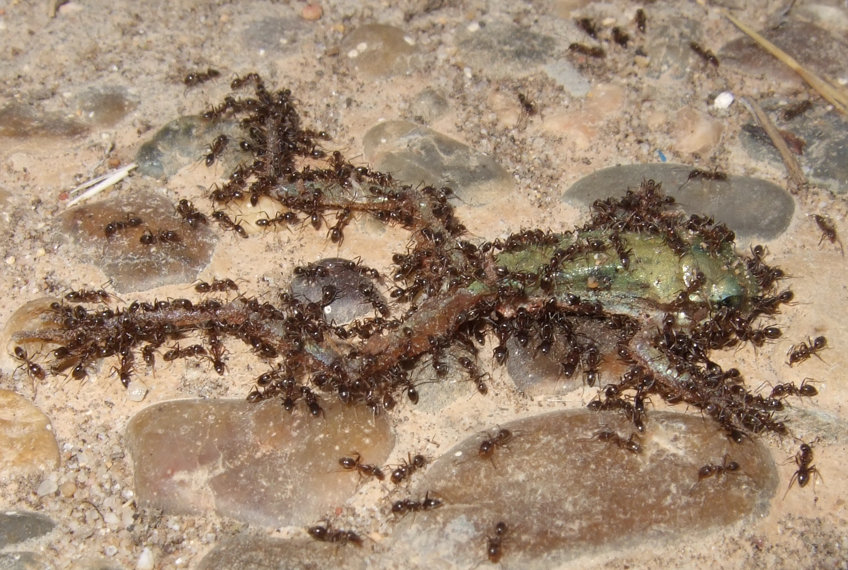 La hormiga argentina emplea veneno para atacar a los anfibios juveniles. Imagen: EBD-CSIC