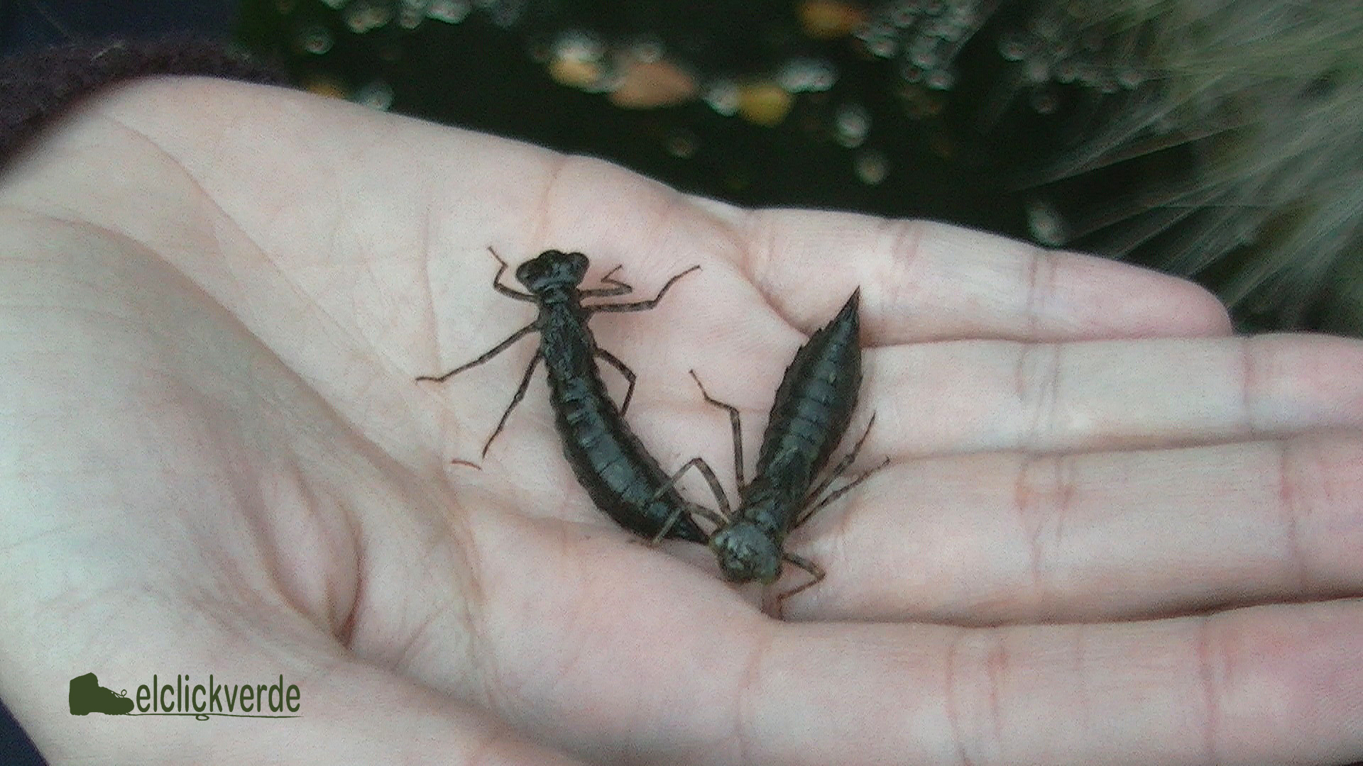 Otras larvas de libélula.
