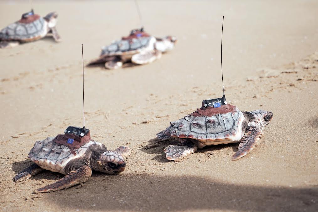 Las cuatro tortugas son las supervivientes del único nido detectado en 2022 en la Comunidad Valenciana. Foto: Fundación Oceanogràfic