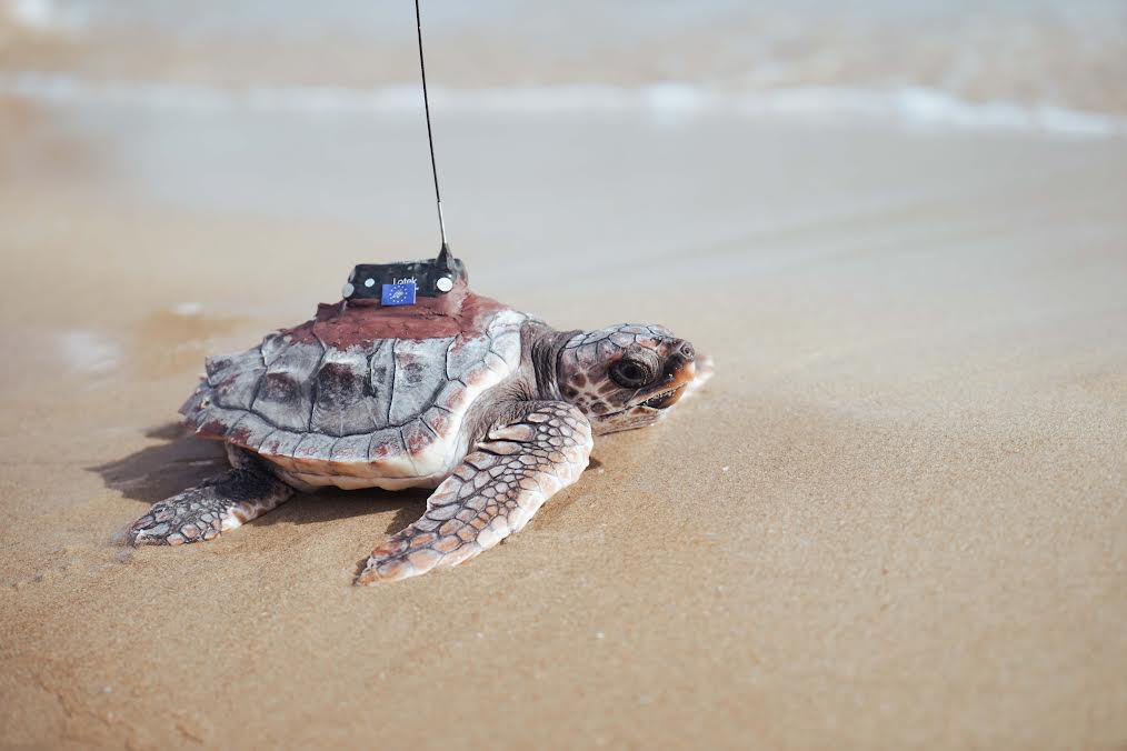 Las tortugas llevaban un emisor satelital para el seguimiento detallado de su comportamiento. Foto: Fundación Oceanogràfic