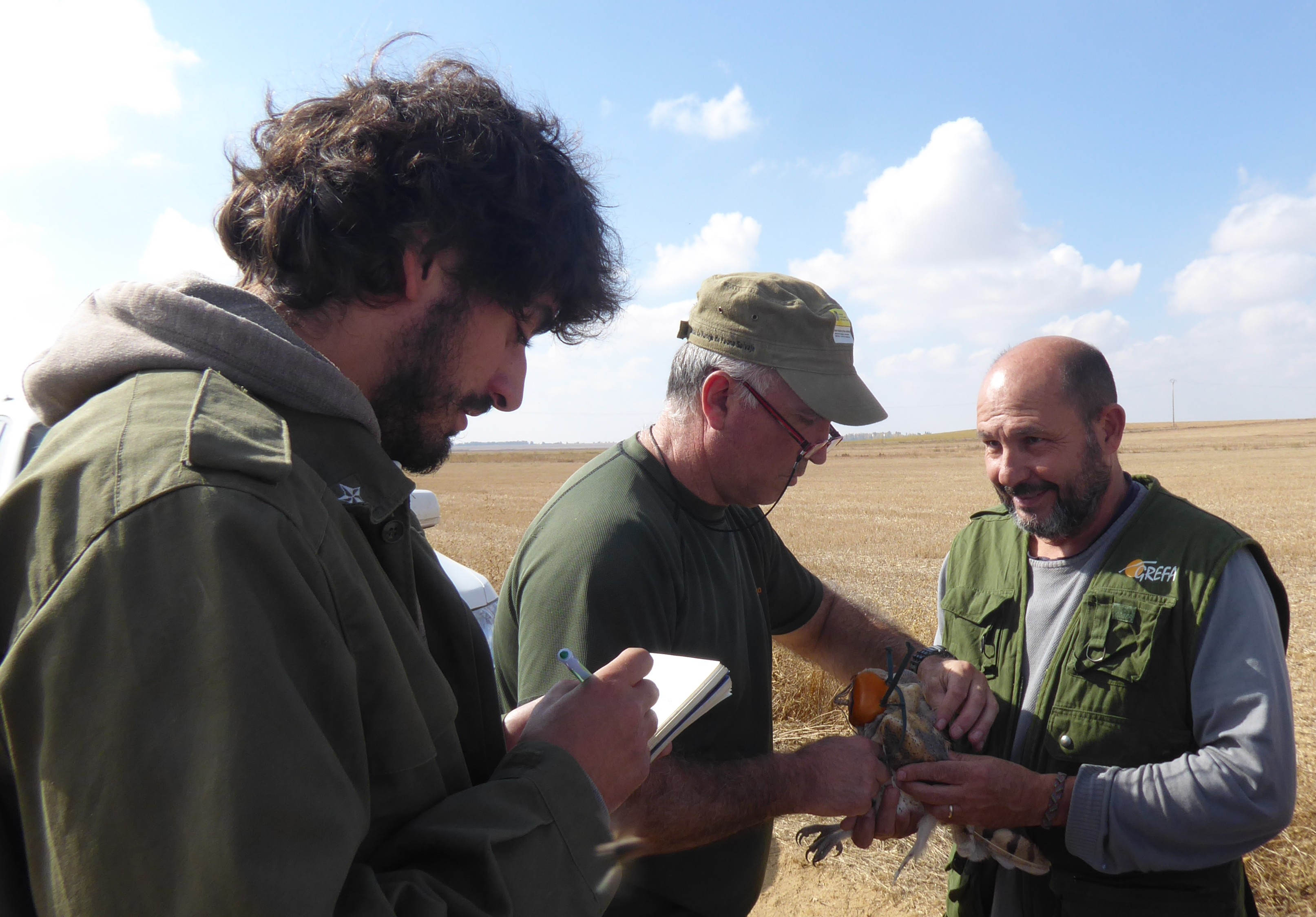 Un especialista coloca un emisor GPS a una lechuza en Castilla y León. Imagen: Grefa