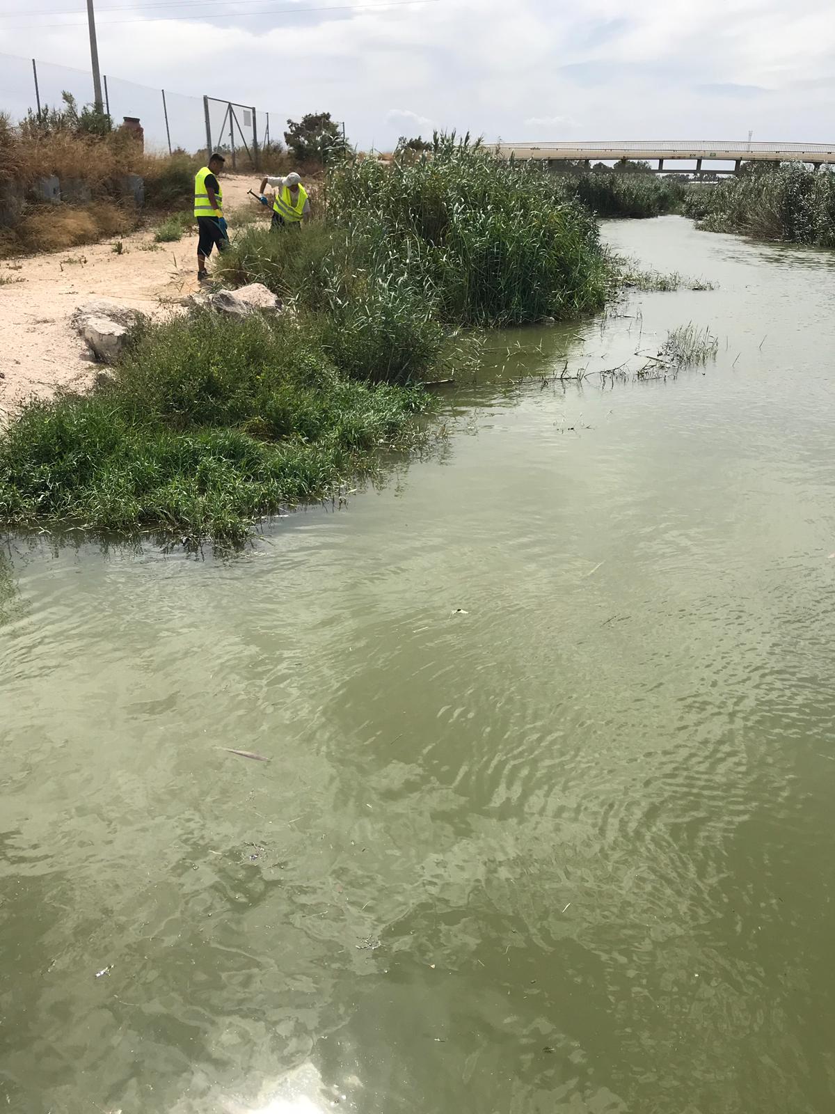 El organismo de cuenca ha finalizado la limpieza de la barrera de flotantes en la desembocadura de Guardamar. Imagen: CHS