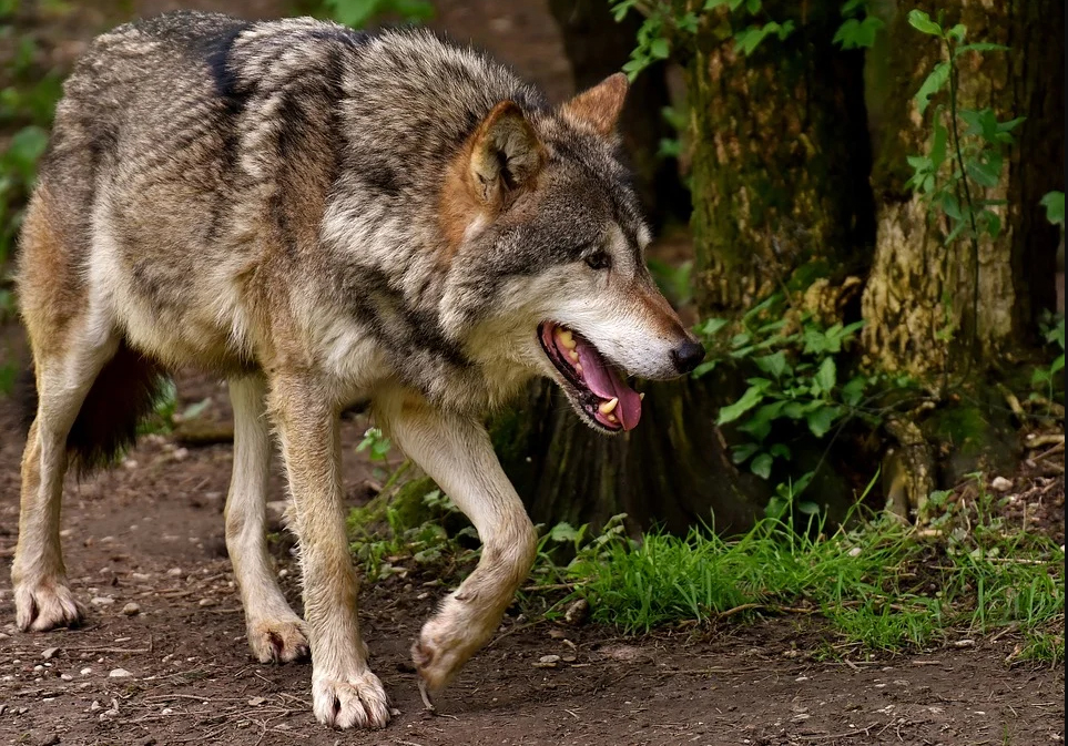 La lucha por la completa protección del lobo en España va a continuar durante muchos años, según el OECL. Imagen: Pixabay