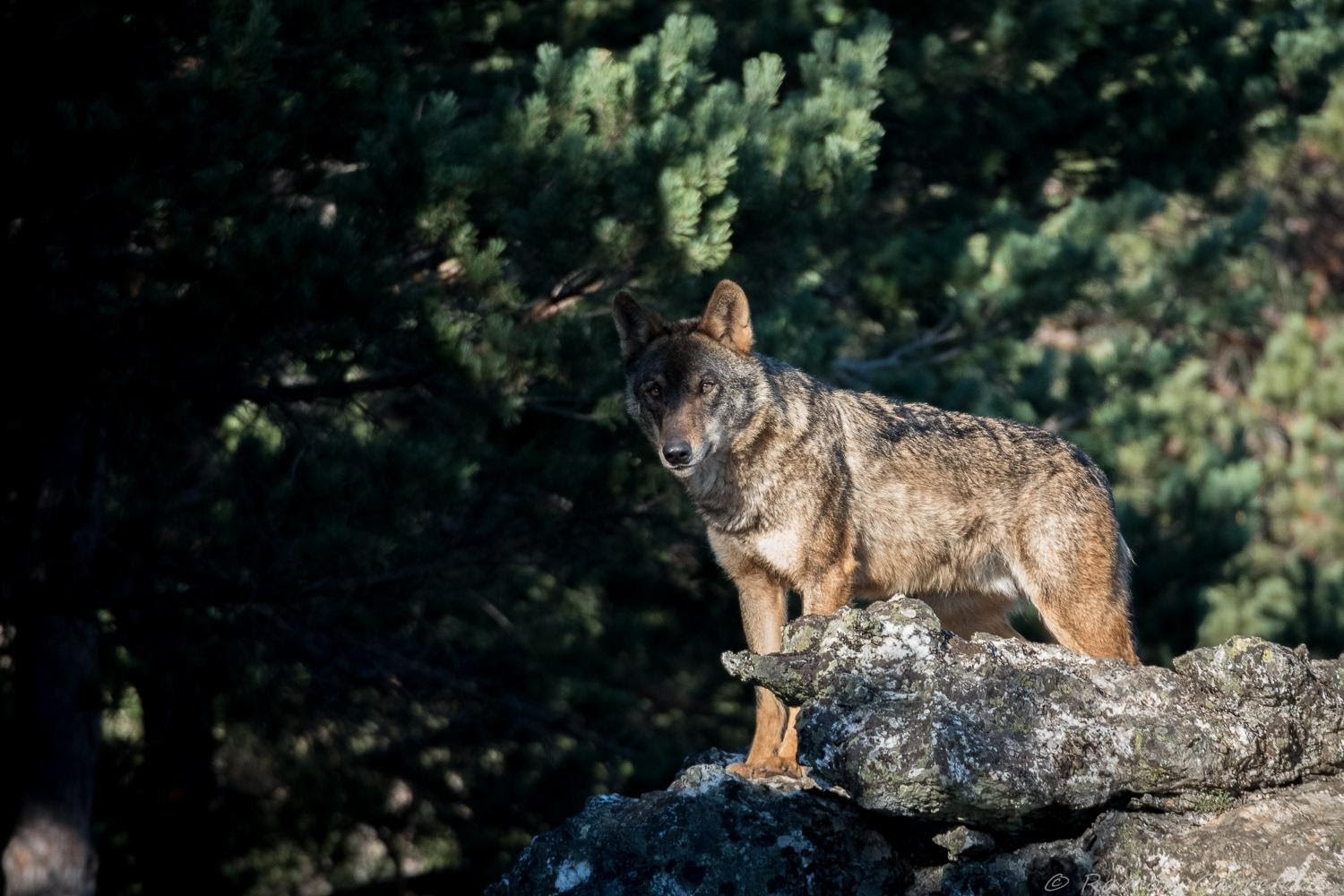 El lobo ha sido recientemente considerado 'En estado de conservación desfavorable' en el último informe de la Comisión Europea del Estado de la Naturaleza Europea. Imagen: WWF