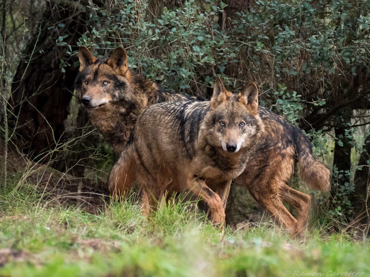 Dos bellísimos ejemplares de lobo. Imagen: Ramón Carretero / WWF