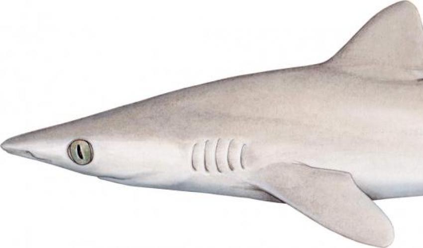 El tiburón perdido entra en la Lista Roja en la categoría 'En Peligro Crítico (Posiblemente Extinto)'. Imagen: UICN