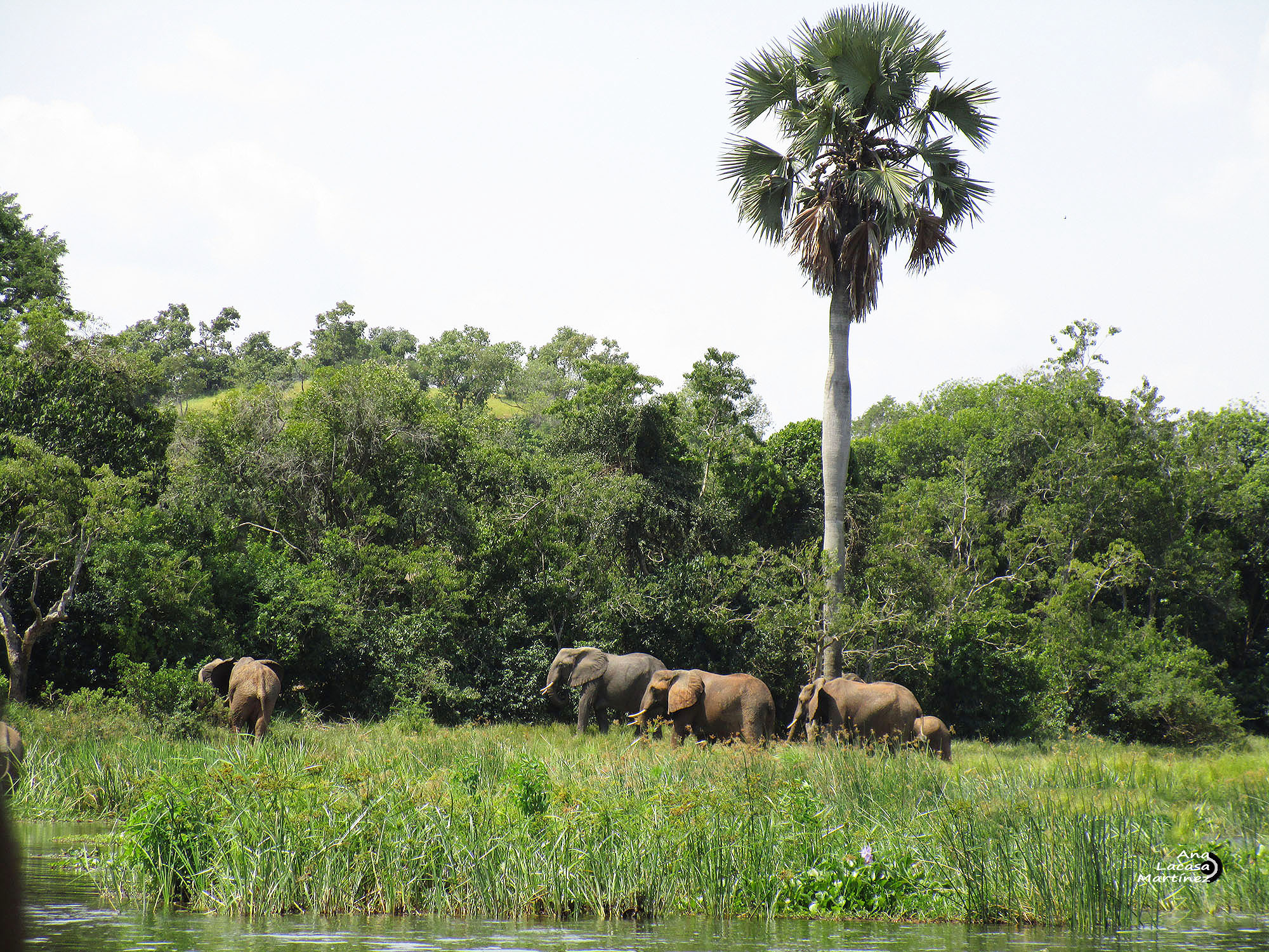 Una manada de elefantes se cruzó a lo lejos