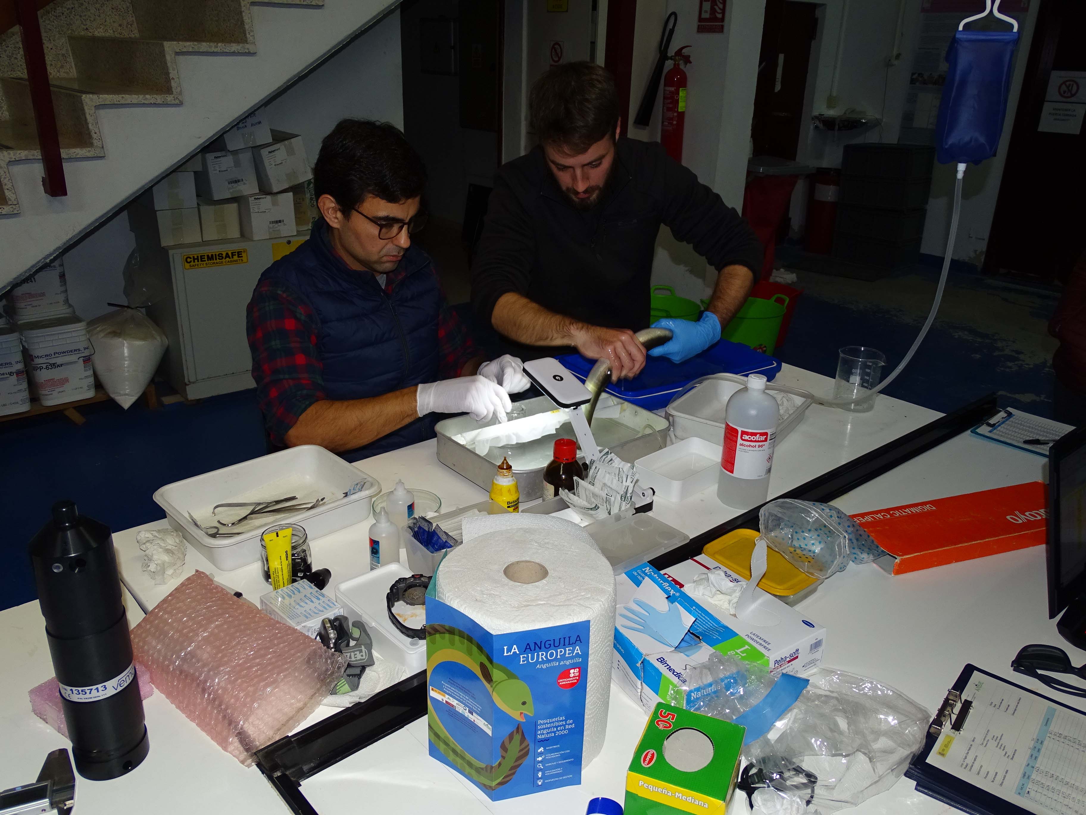 Marcaje de anguilas en laboratorio. Imagen: Carmen Martínez / ANSE