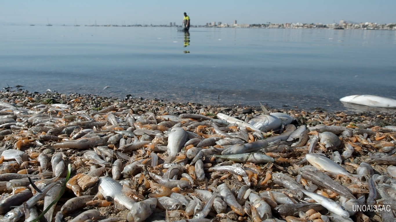 Peces Muertos en el Mar Menor, el 13 de octubre de 2019. Imagen: Uno Aisaac / Ecologistas en Acción