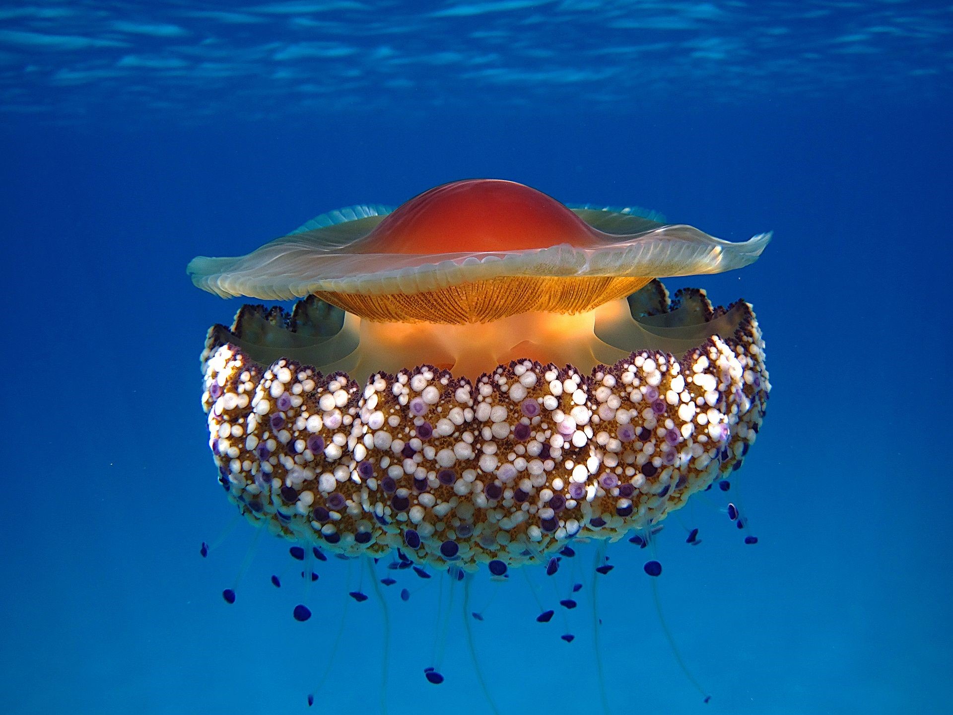 La medusa 'Cotylorhiza tuberculata' ha registrado proliferaciones masivas en el Mar Menor. Imagen: Wikipedia / CSIC