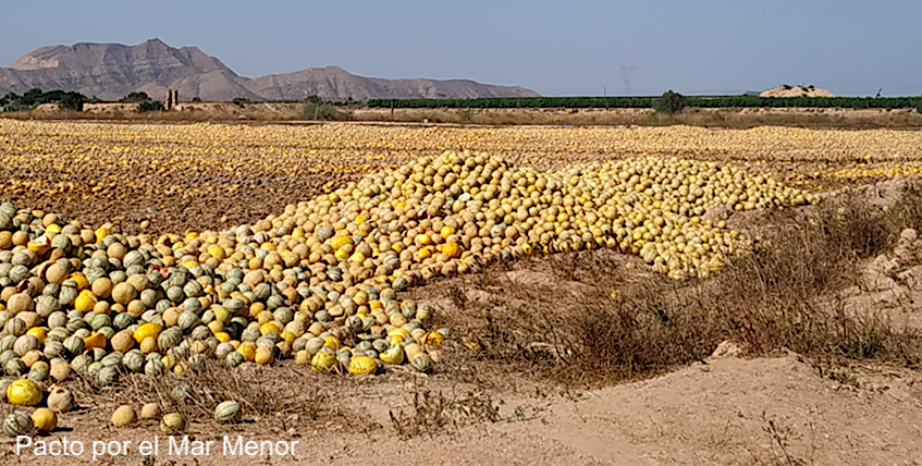 Melones abandonados en el Campo de Cartagena. 22 de julio de 2019. Imagen: Pacto por el Mar Menor