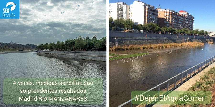 El río Manzanares a su paso por la ciudad de Madrid comienza a recuperar su biodiversidad dejando correr el agua en lugar de represarla. Imagen: SEO/BirdLife
