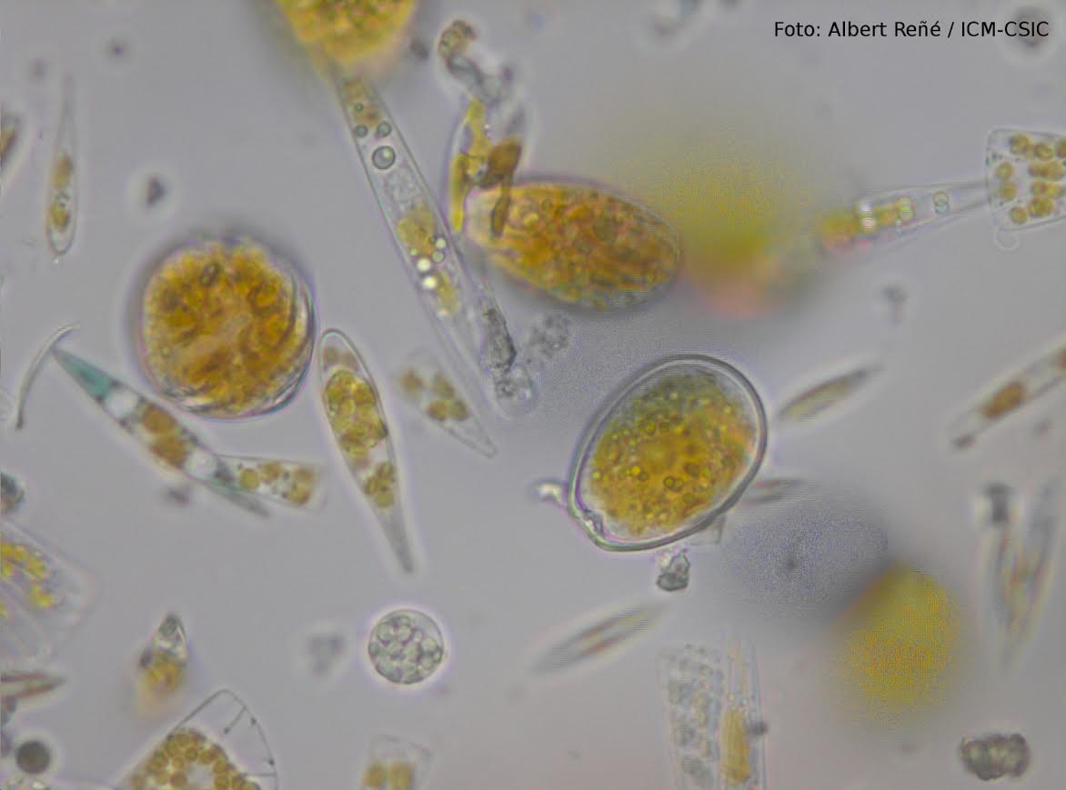 Plancton costero. Los microorganismos del plancton responden muy rápido a perturbaciones en el ecosistema. Imagen: EIO