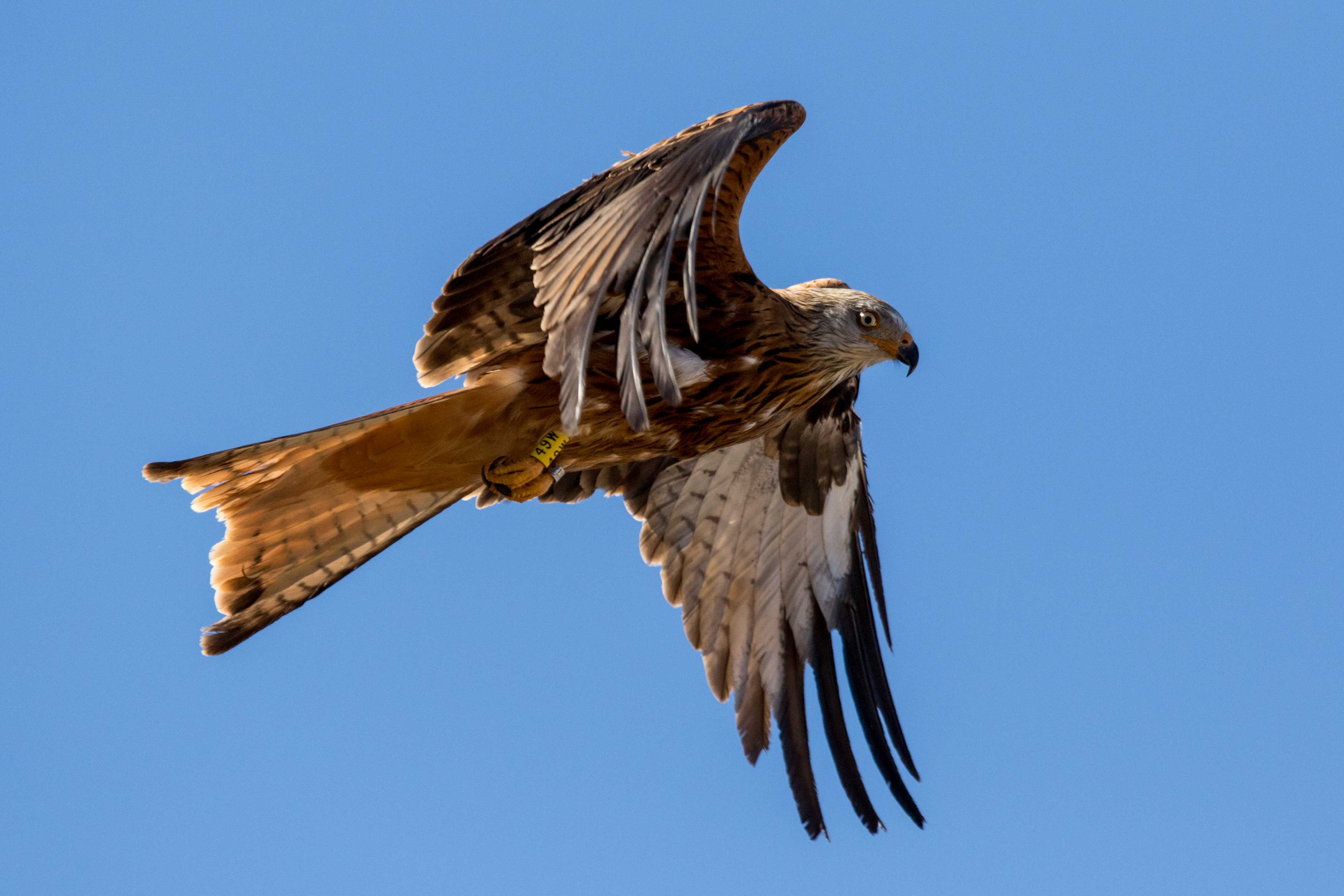 Un milano real alza el vuelo tras ser liberado en el Parque Natural de Cazorla. Imagen: Grefa