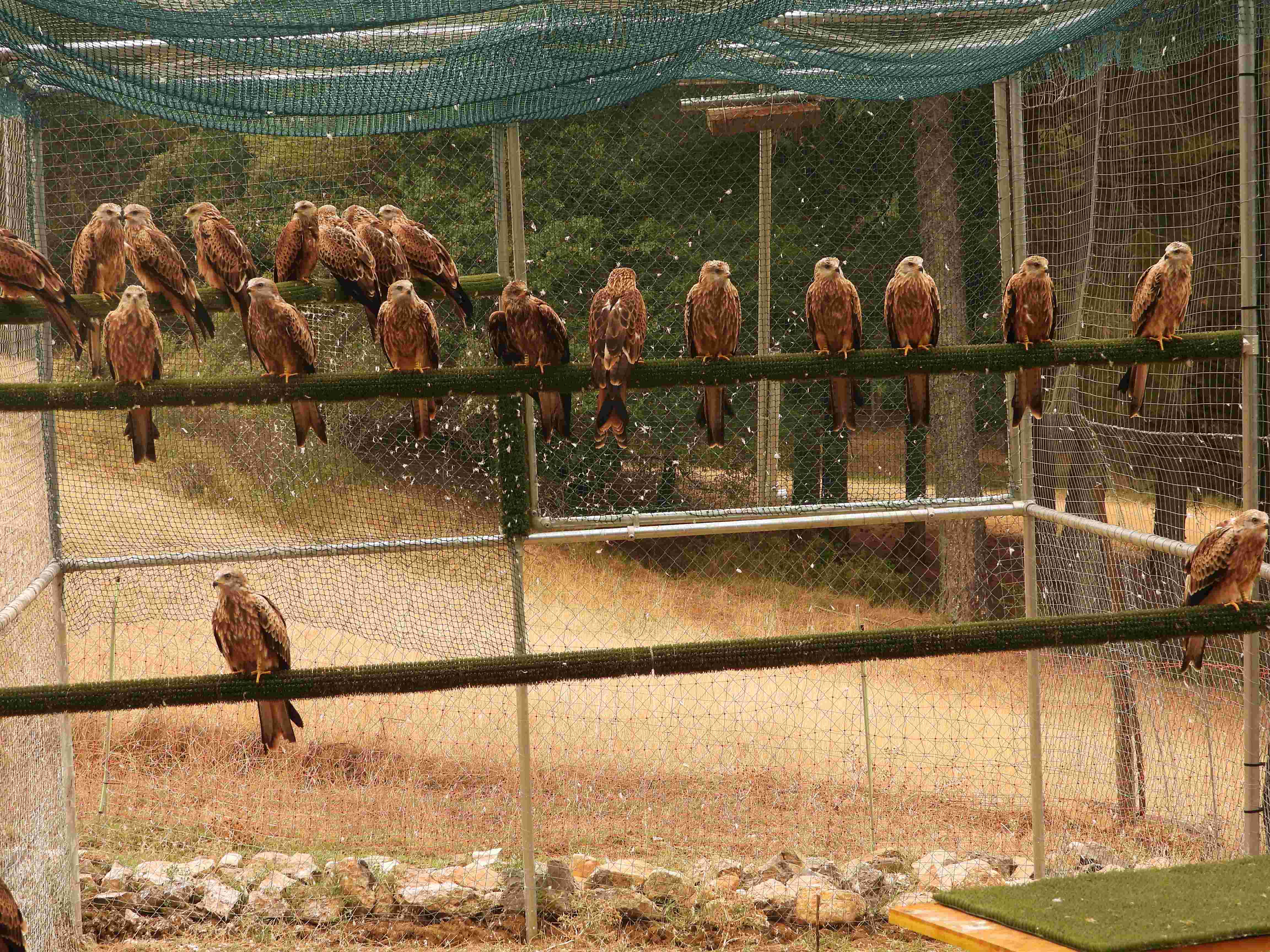 Milanos reales en el jaulón de aclimatación de Cazorla, poco antes de su liberación definitiva. Imagen: Grefa