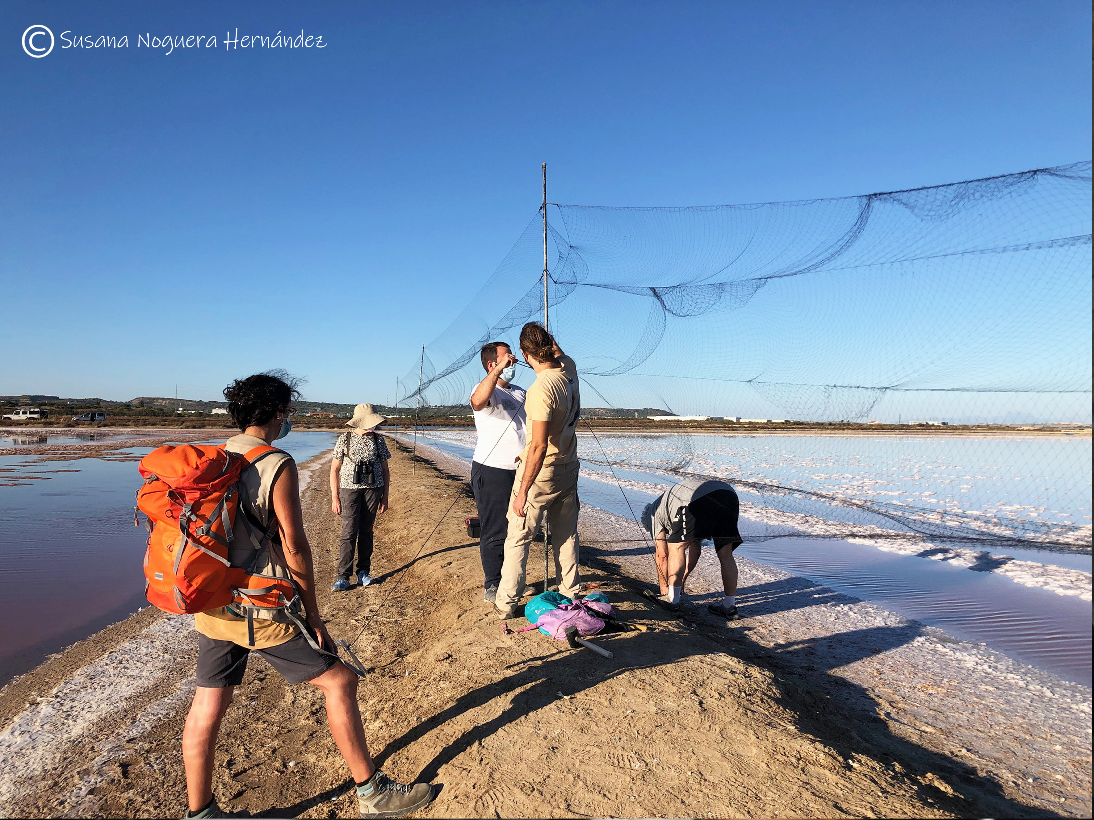Montando redes para anillamiento en la bahía de Cádiz. Imagen: Susana Noguera 