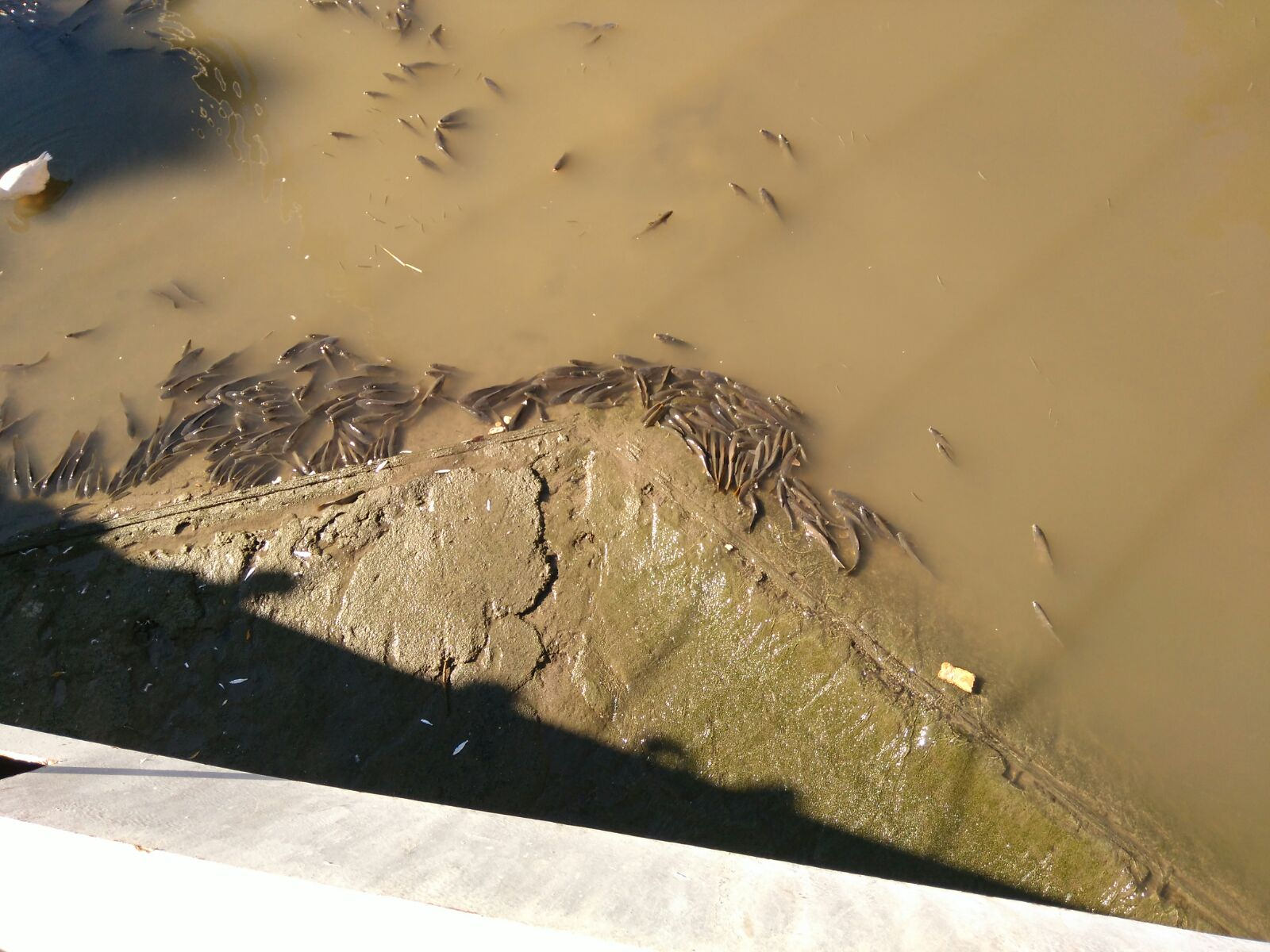 Peces muertos en el río Segura, esta mañana. Imagen: EEA