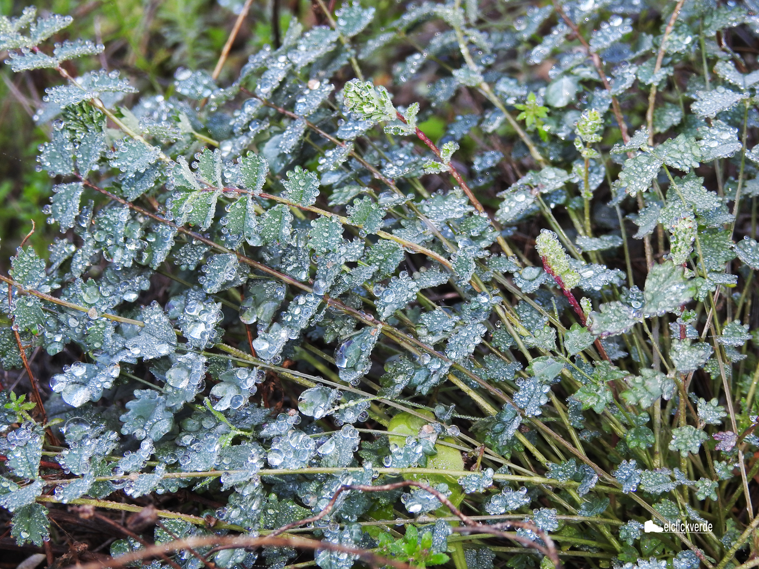 Es magnético mirar las gotas de rocío sobre la vegetación. Imagen: elclickverde