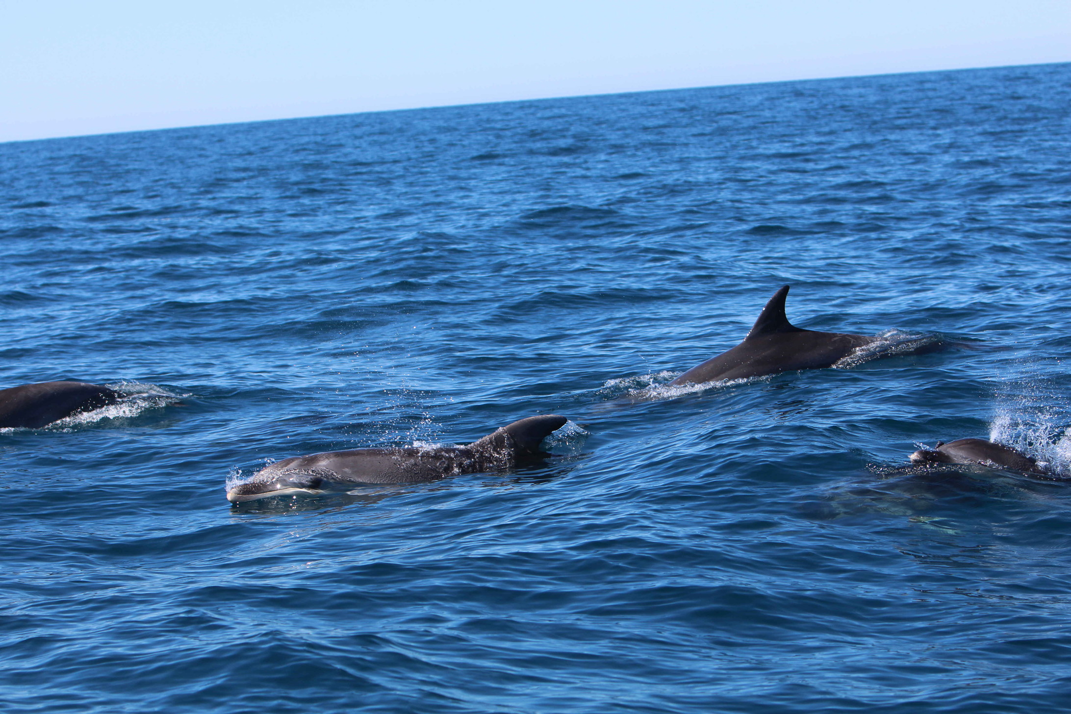 Un grupo de delfines mulares por Columbretes. Imagen de archivo: Generalitat Valenciana