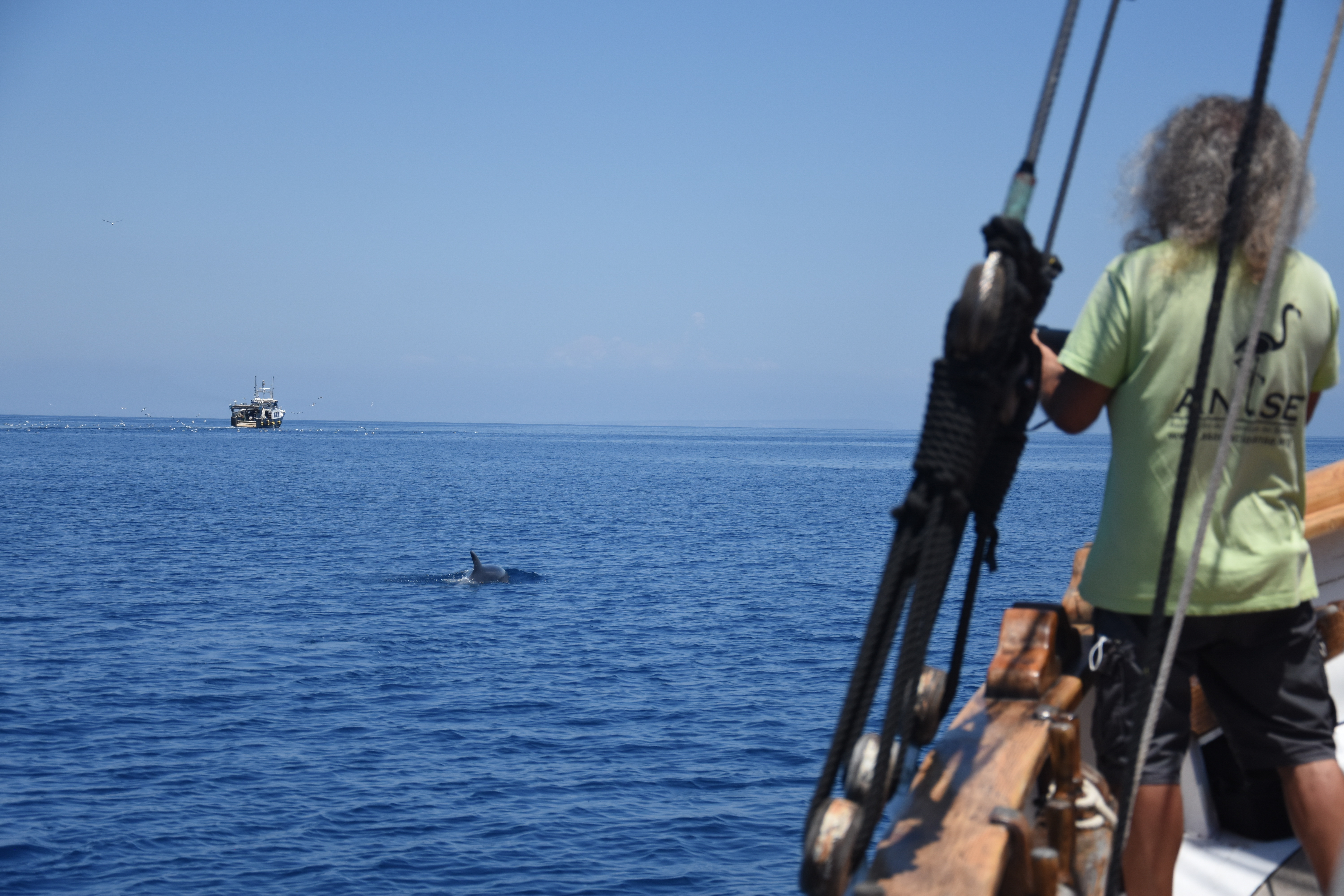 Un delfín mular sigue la estela de un barco de arrastre, visto desde el velero Else. Imagen: A. Morata / ANSE