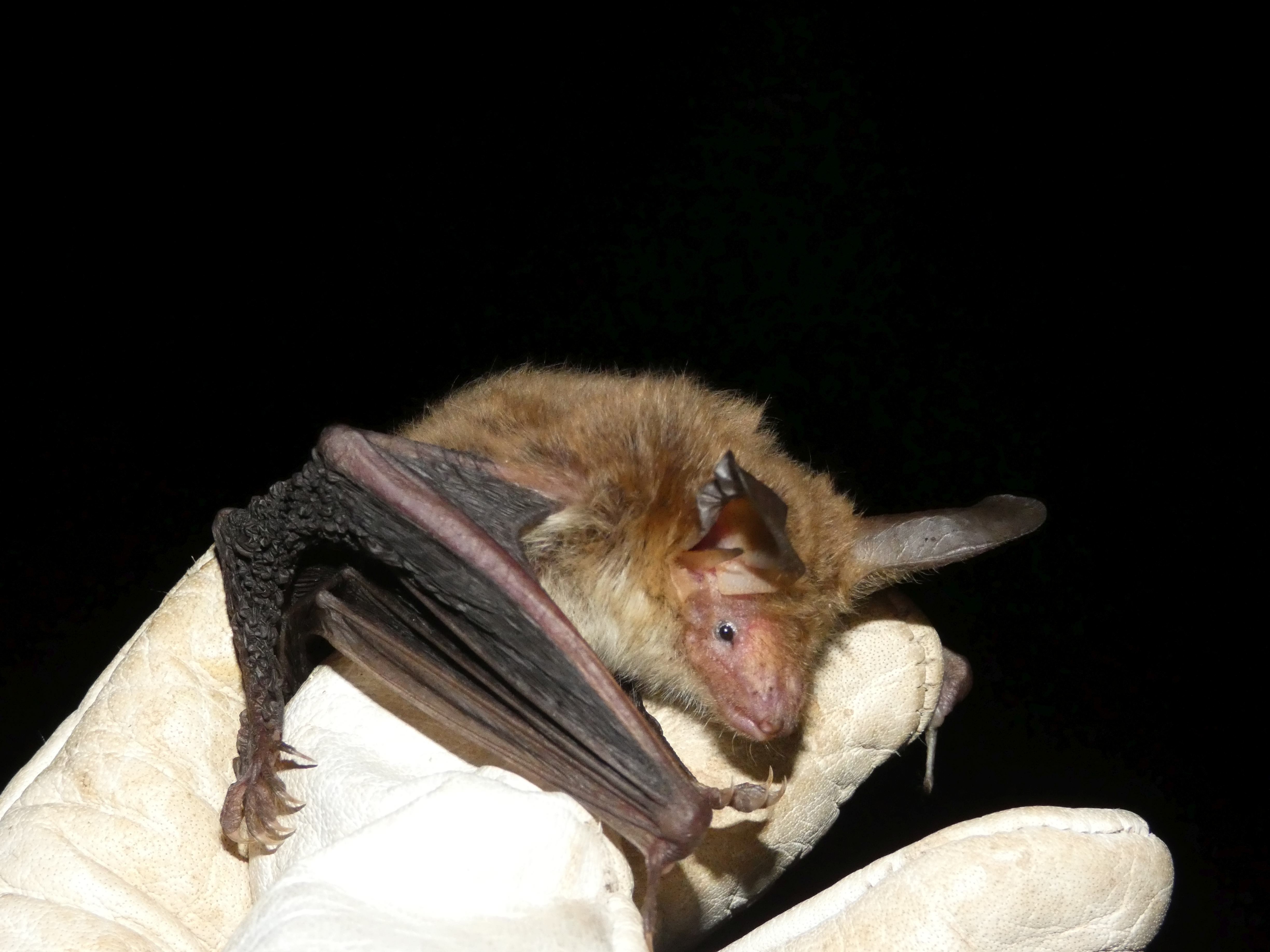 El murciélago ratonero forestal es una especie protegida. Foto: ANSE