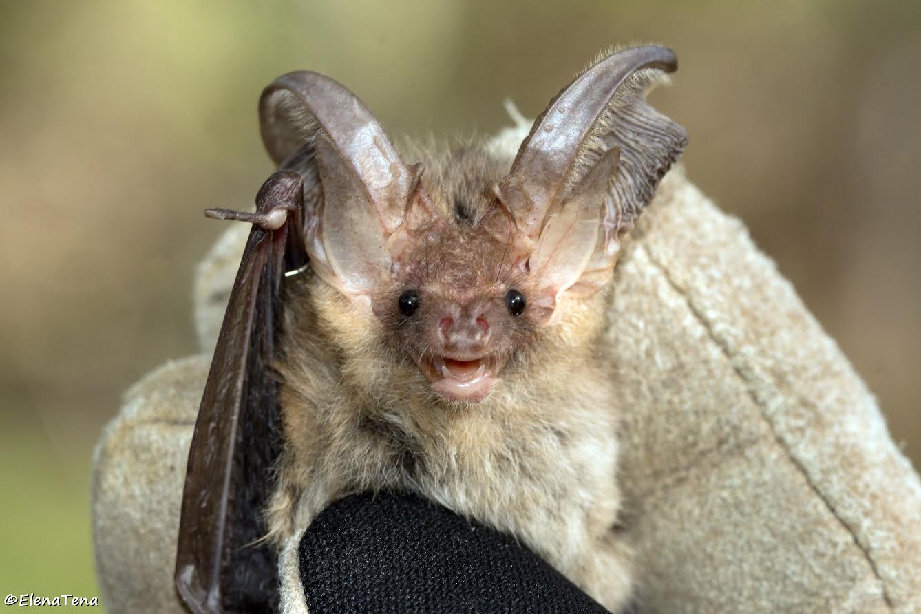 Murciélago orejudo dorado, con sus particulares orejas. Foto: Fundación FIRE