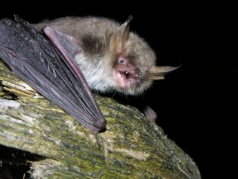 Ejemplar de murciélago ratonero críptico ('Myotis crypticus'). Imagen: EBD / CSIC