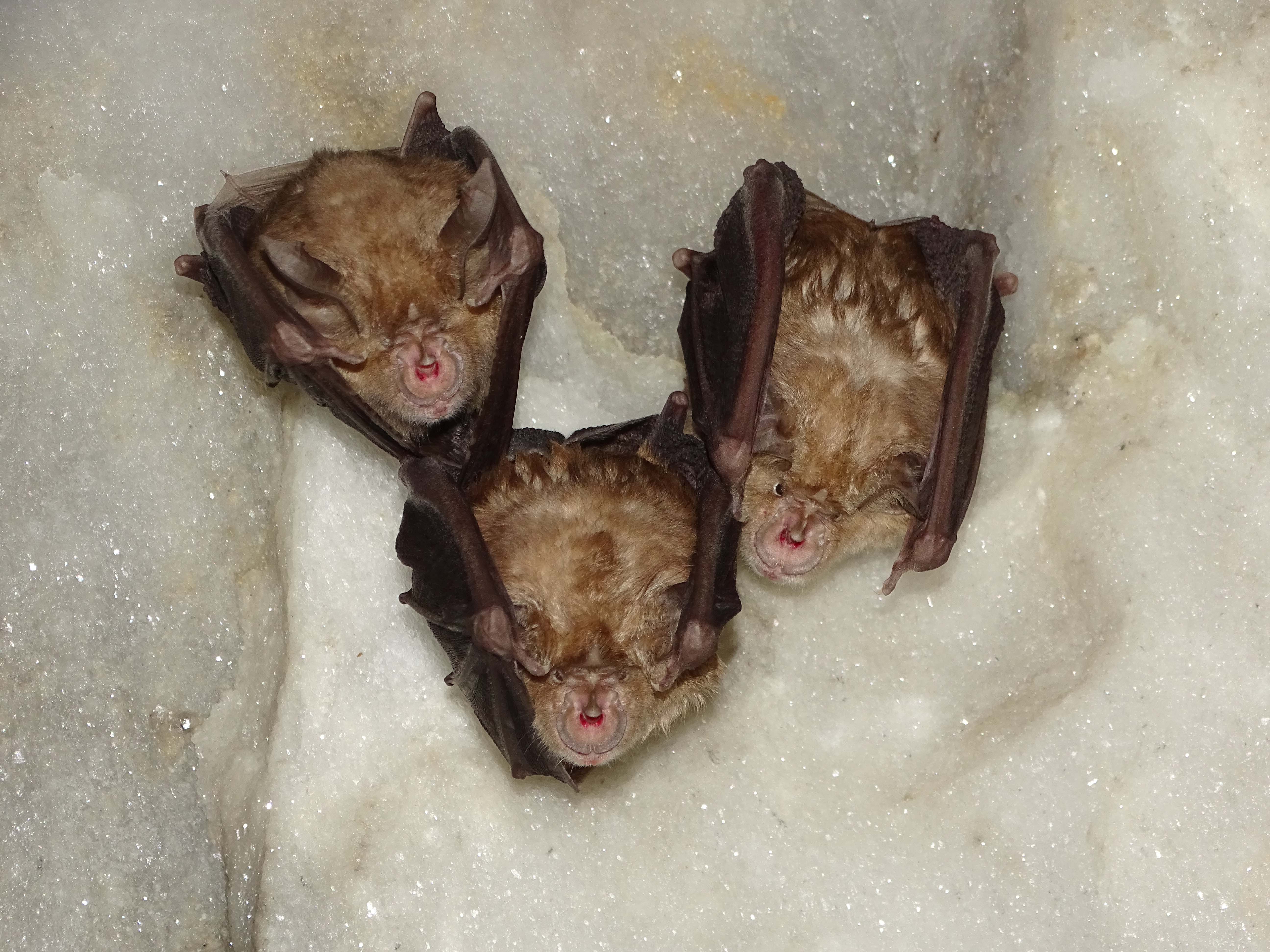 Tres ejemplares de murciélago grande de herradura. Imagen: ANSE