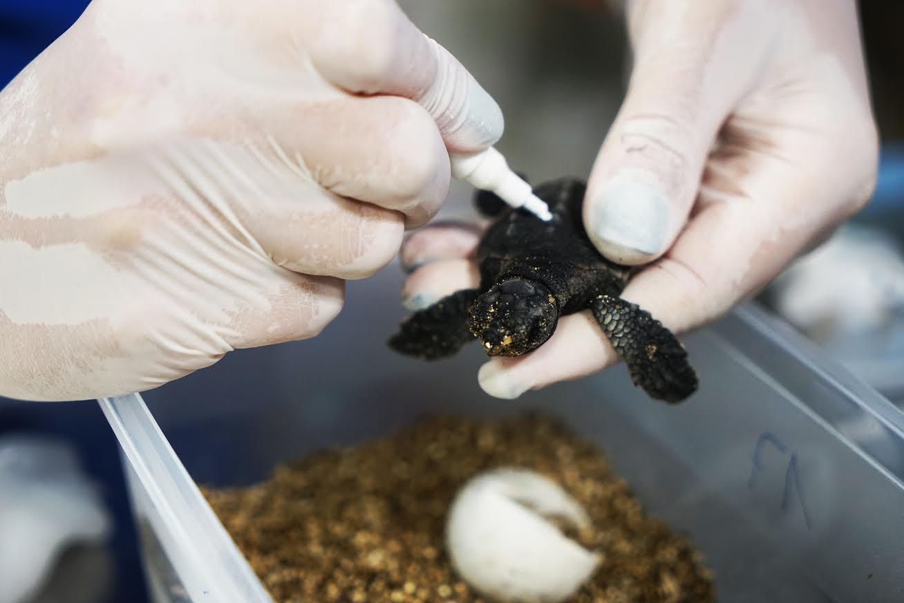Marcaje de una de las pequeñas tortugas. Imagen: Fundación Oceanogràfic