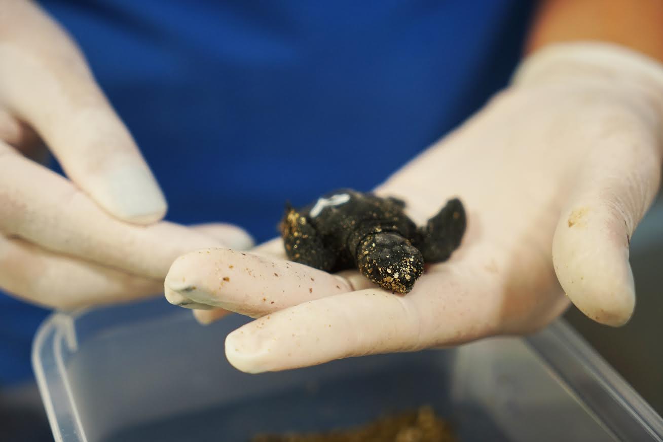 Una nueva tortuga es observada por sus cuidadores. Imagen: Fundación Oceanogràfic