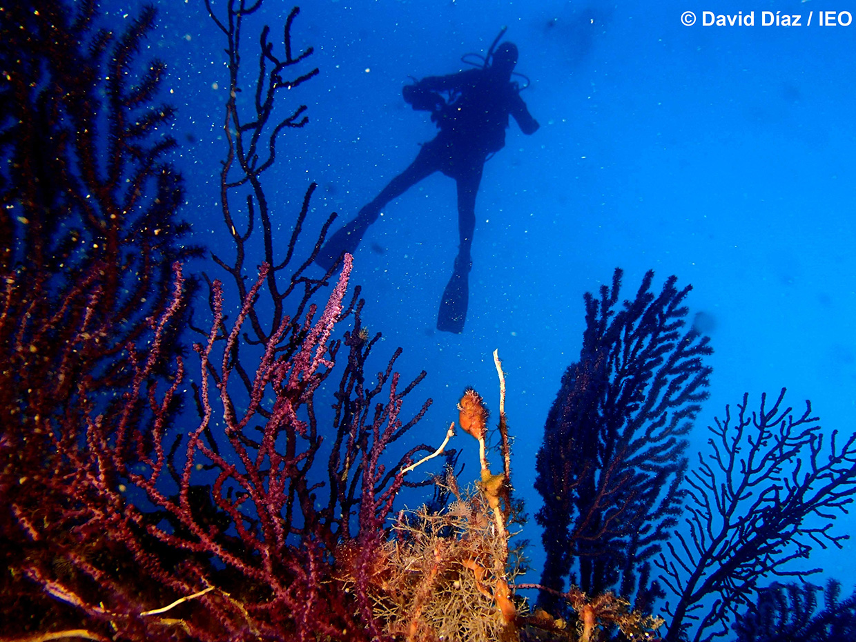 Científicos buceando entre gorgonias en las islas Columbretes. Imagen: David Díaz / IEO
