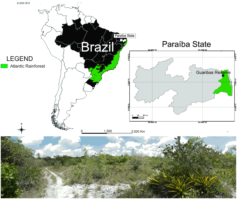 Bosques de Brasil. Imagen: RJB