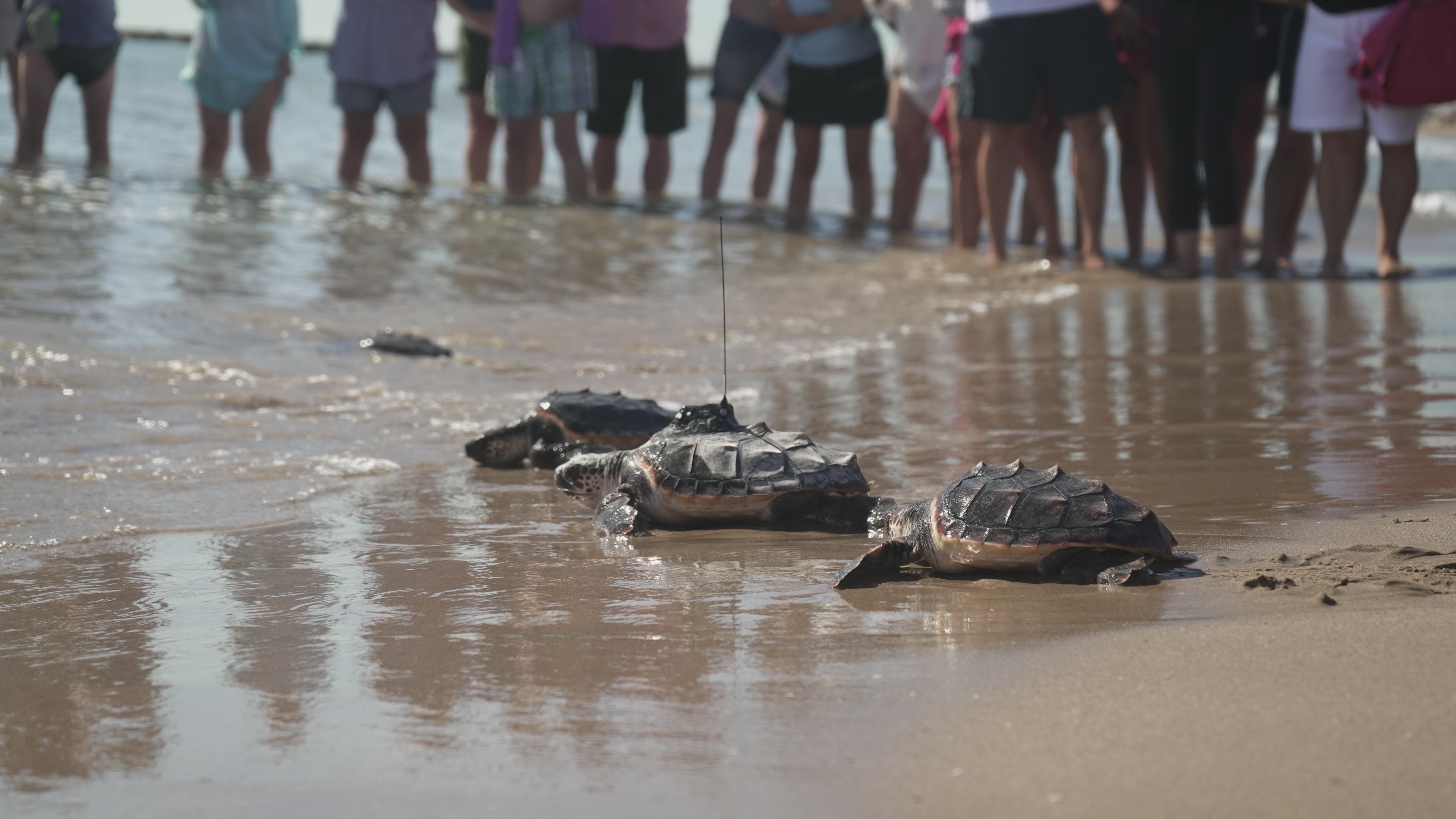 Las tortugas marinas del nido de El Puig a punto de entrar al agua. Foto: Oceanogràfic
