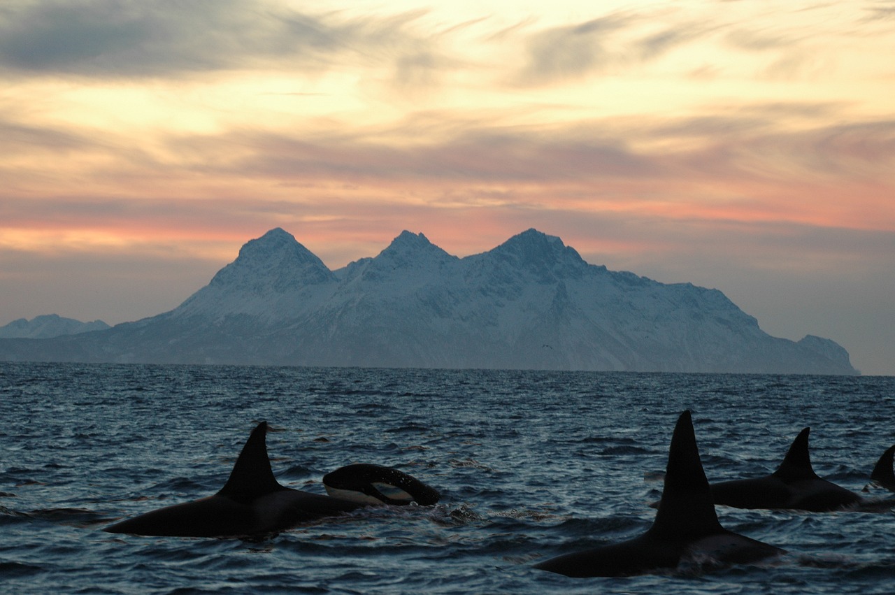 Orcas cruzando ante las islas Lofoten. Foto: Seaurchin - Pixabay