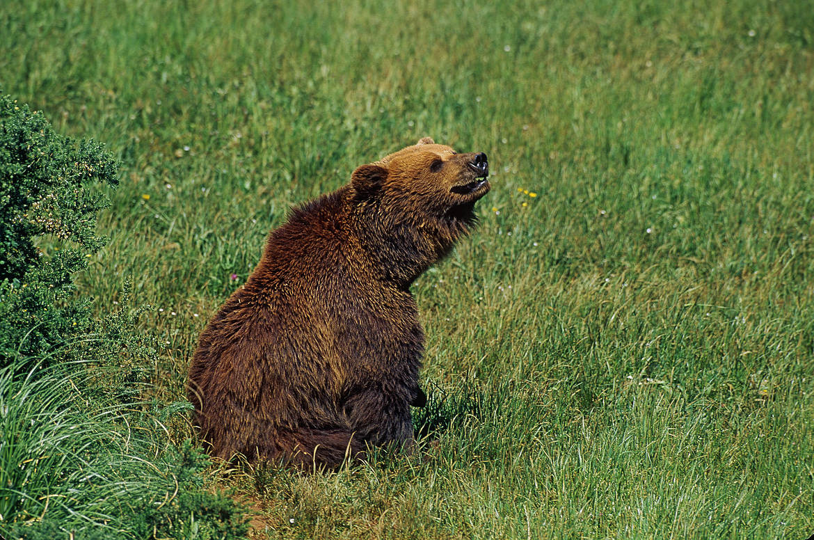 Ayer abatieron a dos hembras de oso pardo, una con una cría, en sendas cacerías celebradas en Castilla y León, y en el Pirineo aragonés. Imagen de archivo de WWF